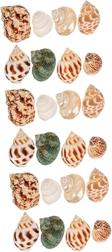 LIFKOME 24 Pcs Natural Conch Shells for Decorating Sea Shells Small Wedding Decor DIY Shell Conch DIY Miniature Conch Ornament Vase Seashells for