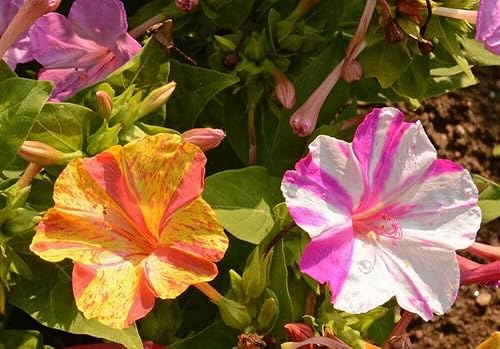 Mirabilis Jalapa - 75 colores rotos, semillas de flores a las cuatro en punto, sin OMG