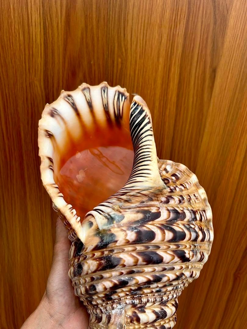 法螺貝　約37.8cm 天然そのままの色 厚みのある美しい貝殻です。 法螺貝 約37.8cm 天然そのままの色 厚みのある美しい貝殻 【楽天市場