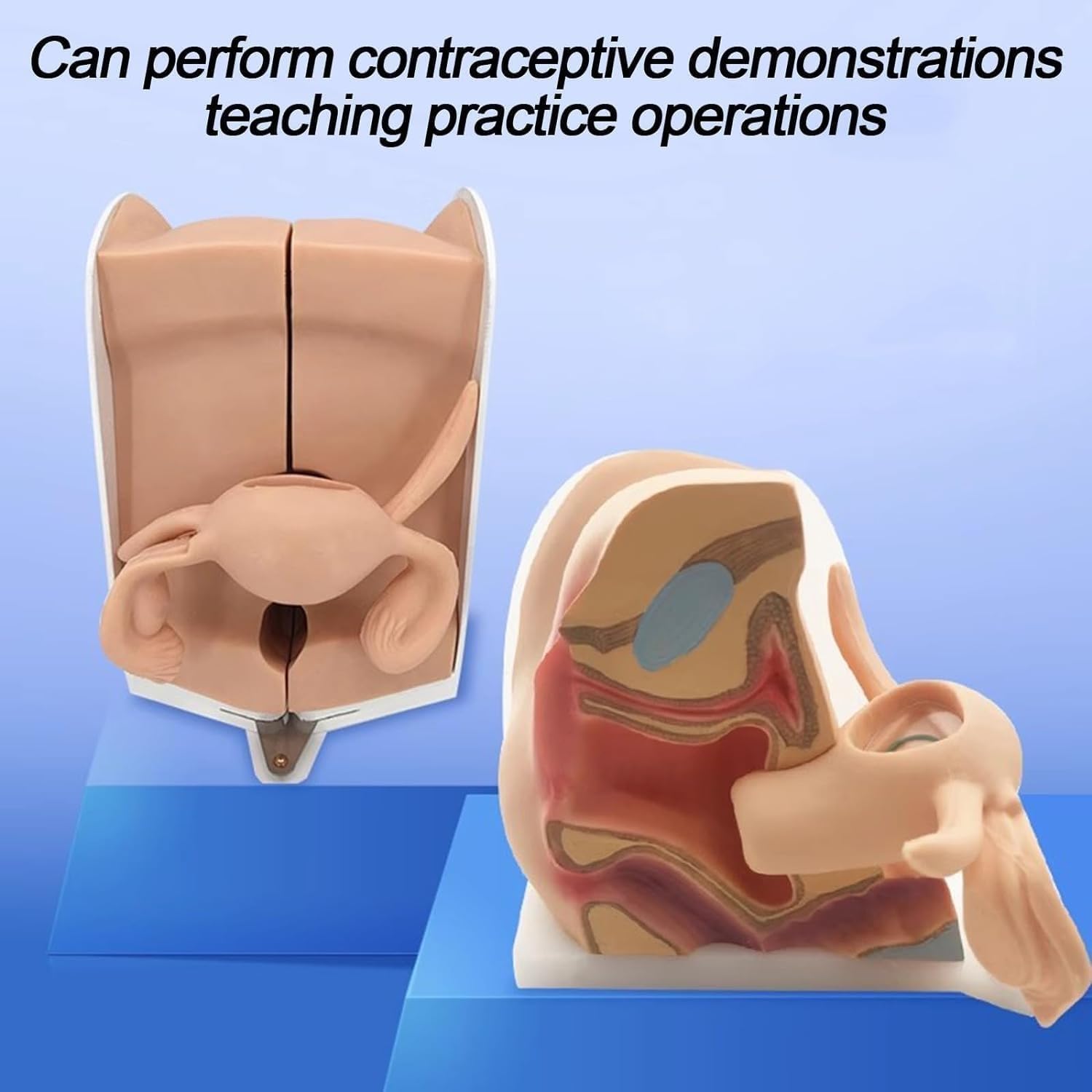 Utero Femminile Umano e Modello dell'ovaio, Modello ginecologico di Guida contraccettiva di Struttura Anatomica accurata