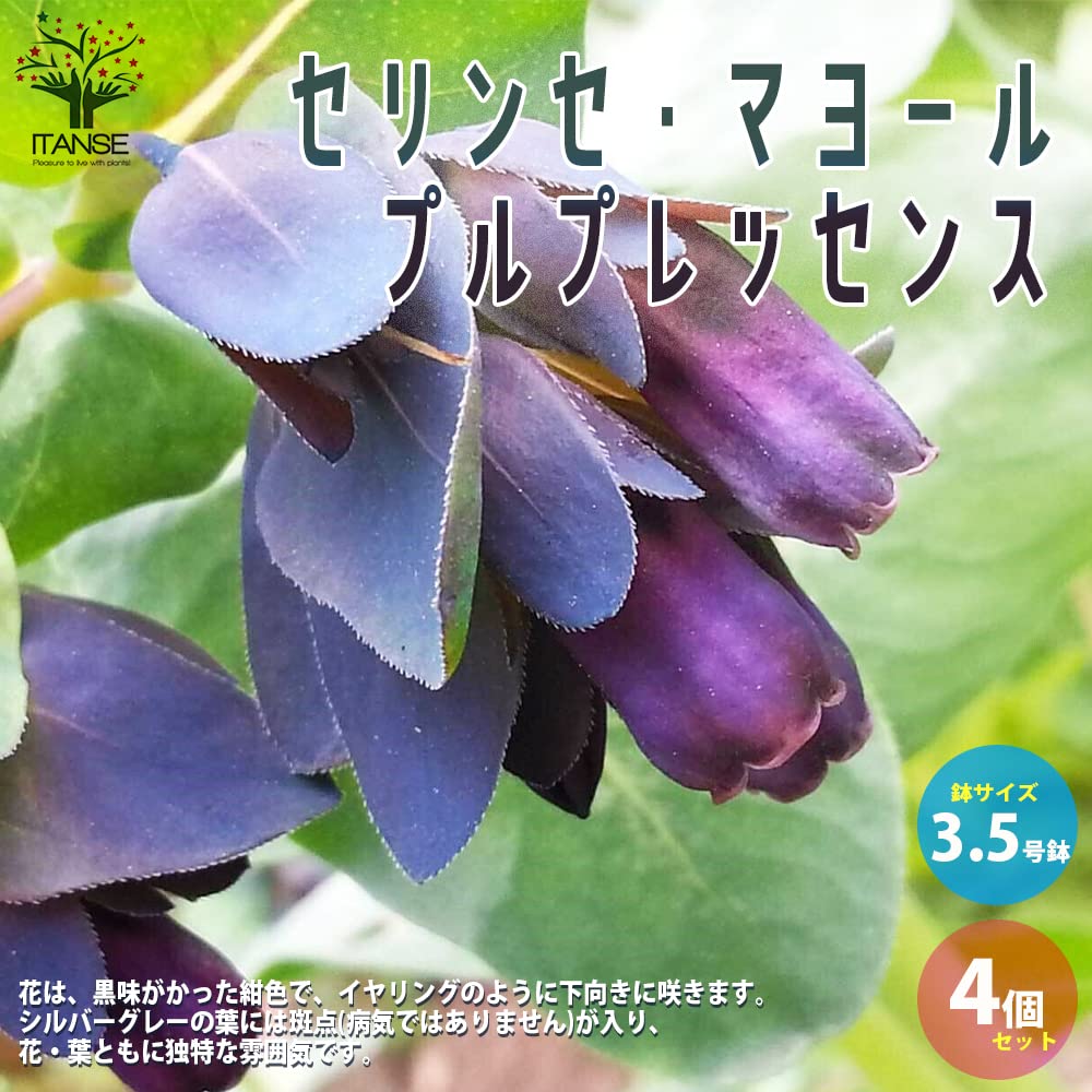 Amazon.co.jp: セリンセ・マヨール'プルプレッセンス' 3.5号ポット苗 4