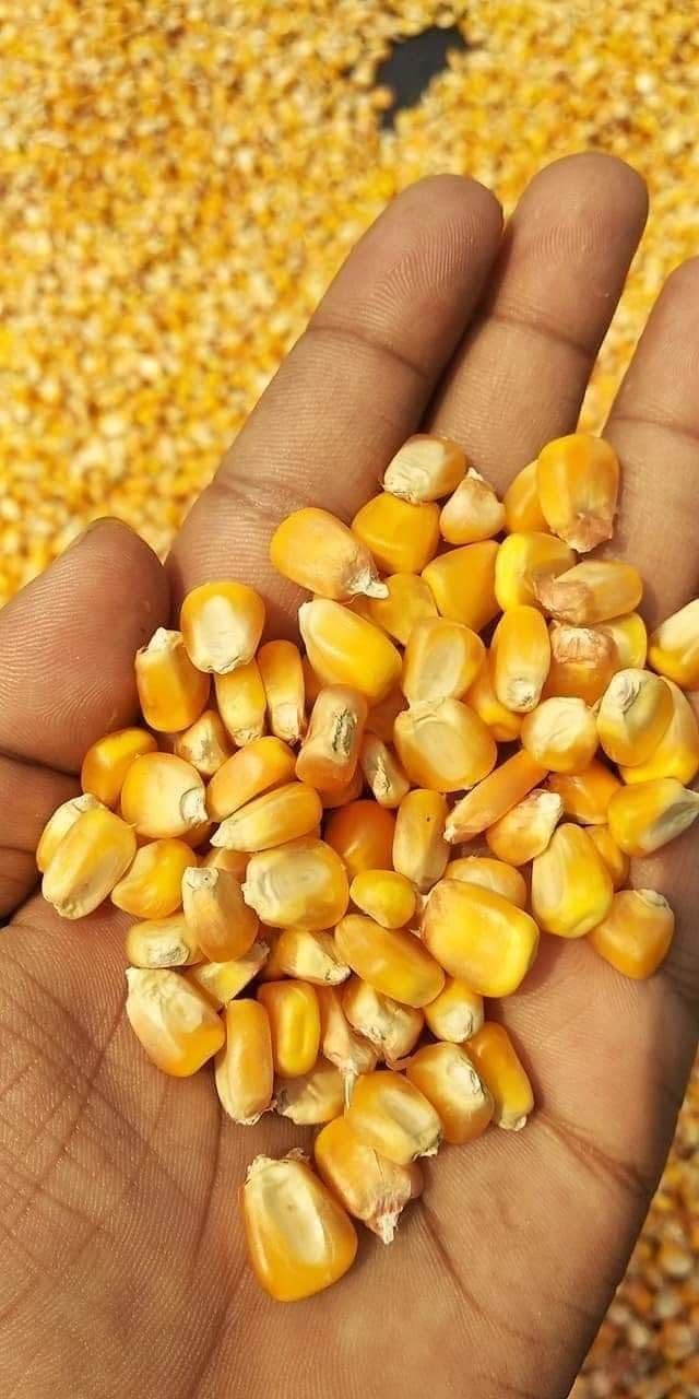 Sweet Corn Seeds for Farming, 100+ Seeds per Packet (Premium hybrid)-image-49