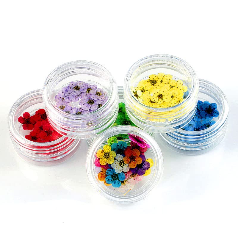 Flores Secas Naturales, 20 piezas para decoración miniatura 5
