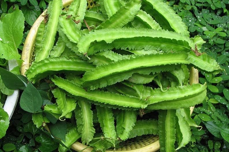 Miniatura 2 de Más de 20 semillas de frijol aladas Dragon Goa Espárragos Sigarilyas Chathura Payar No GMO Heirloom