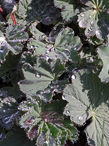 Gelbgrüner Frauenmantel (Alchemilla xanthochlora) 500 Samen Taubecher, Alchemistenkraut, Allerfrauenheil