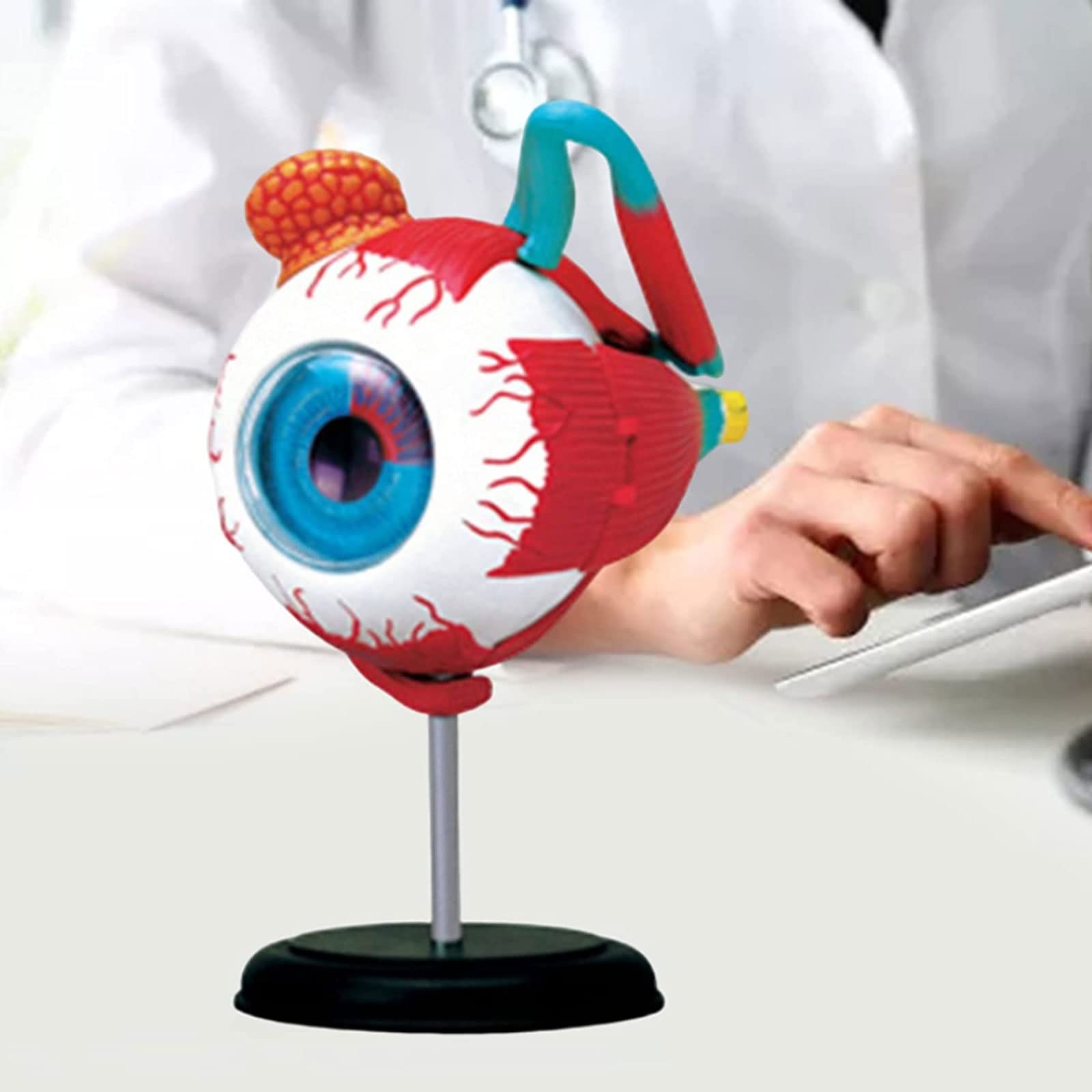 Anatomisches Auge Modell - Abnehmbares Lernmodell Für Medizinstudenten & Biologieunterricht