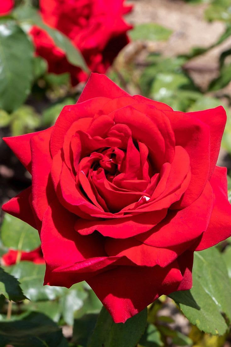 Peach Rose Live Plant - Fragrant Outdoor Flower -4 Peach Rose Live Plant - Fragrant Outdoor Flower -4