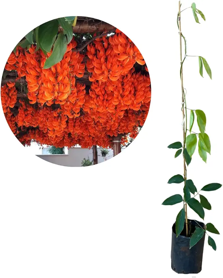 Muda De Jade Vermelha - Ideal Para Pergolados