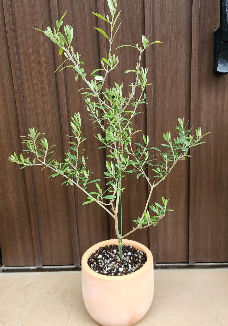 Amazon.co.jp: オリーブの木 エルグレコ テラコッタ鉢植え 苗 シンボル