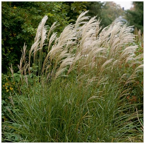 Stauden Gänge 3 x Miscanthus sinensis 'Graziella' im 1 Liter Topf (Ziergras/Gräser/Winterhart/Mehrjährig/Staude) Chinaschilf - Eine elegante Wahl für strukturstarke Akzente