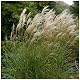 Chinaschilf Stauden 3 x Miscanthus sinensis 'Graziella' im 1 Liter Topf