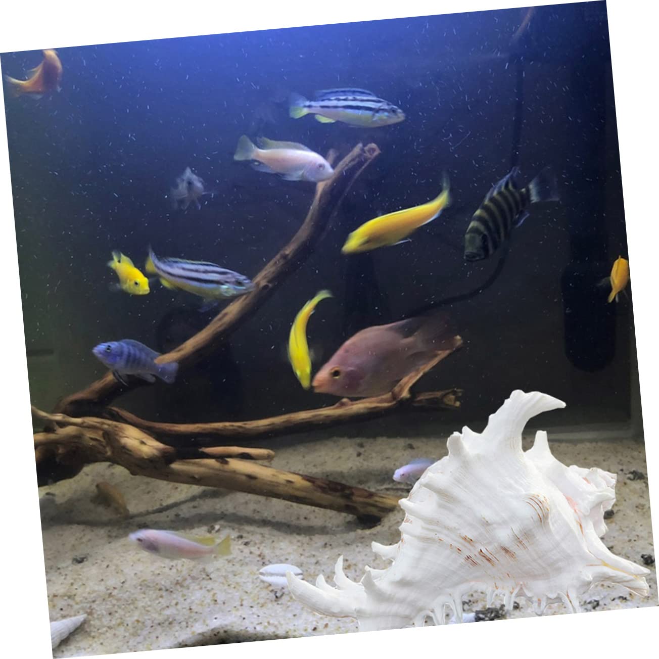 Toddmomy Adornos Caracol Natural Blanca para Acuario Decoración para Escritorio Paisaje Acuático Adorno para Pecera De Mar Decoracion