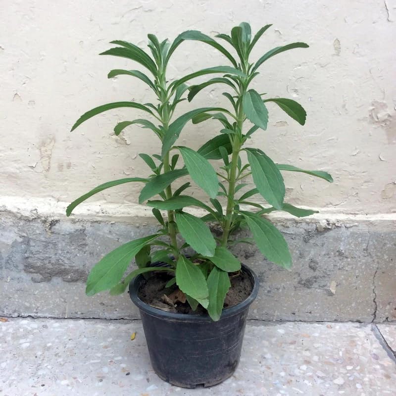 Image of Fresh Stevia Live Plant, Natural Sugar Alternative Herb, Medicinal Garden Plant for Home Growing, Single Pack without Pot