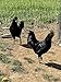 6 Barnyard Mix Chicken Hatching Eggs by Fox Peak Outdoor Supply LLC. (Over 20+ Breeds of Chickens)