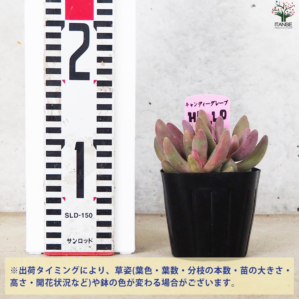 Amazon.co.jp: Paxedam Candy Grape No. 3 Pot, Sold as 1 (Succulent