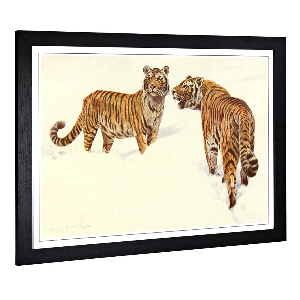 Big Box Art Framed Print of Vintage W Kuhnert Siberian Tiger Design | Wall Art Picture | Home Decor for Kitchen, Living Room, Bedroom, Hallway, Black, A2 / 24.5x18 Inch / 62x45cm
