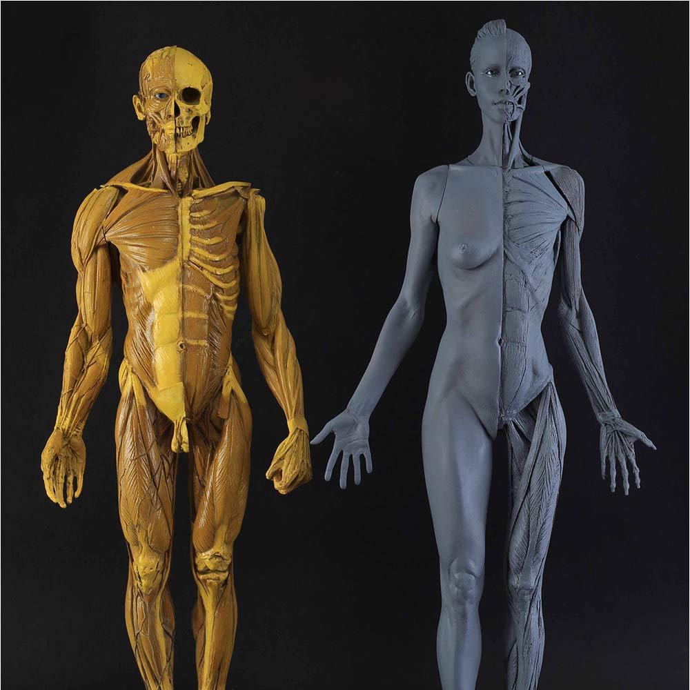 Modèle de Figure d'anatomie Humaine - Modèle d'os Musculaire Anatomique Humain de 23,6 Pouces - Figure d'anatomie féminine et Masculine pour l'étude de Dessin d'artiste médical,A