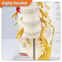 Vista 2 de GPI Anatomicals - Modelo de vértebras de 5 piezas con sacro, modelo de columna vertebral para la educación en anatomía y fisiología humana