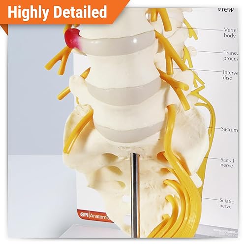 Miniatura 7 de GPI Anatomicals - Modelo de vértebras cervicales musculosas de lujo, réplica del modelo de columna vertebral para la educación en anatomía