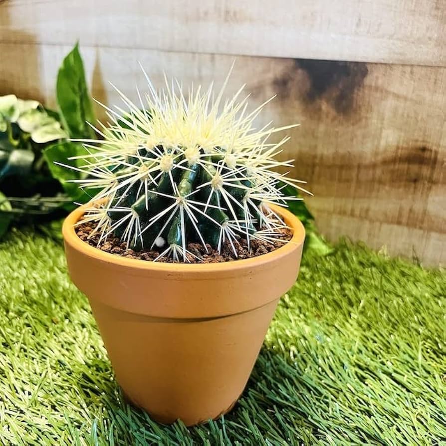 Amazon.co.jp: サボテンの王様 金鯱 3号鉢 観葉植物 多肉植物 金