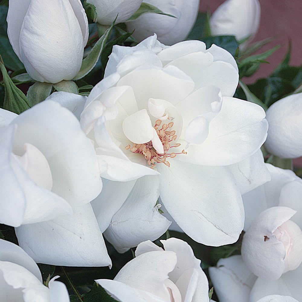 Yougarden White Harkness Rose ' Wedding' 4 Litre Pot, Celebration Rose, Ready To Plant, Grow, And Gift, Grow In Pots And Garden Borders, Fragrant Garden Roses