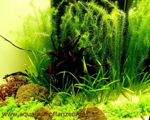 Nano V, Set Aquarium 30-40 l Pflanzen, Kies, Deko