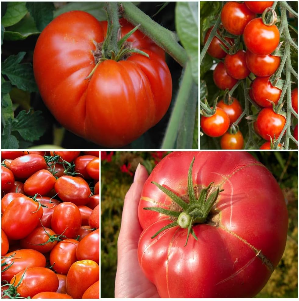 Save 30 TASTY TOMATOES by Caribou Seed Company 4 Different Tomatoes