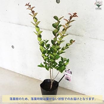 Amazon.co.jp: 矮性サルスベリの苗木 品種：With Love・ベイブ 5