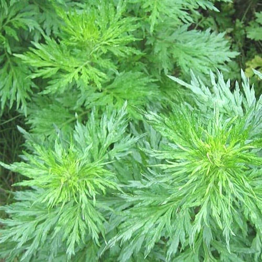 KAROLANE Artemisia vulgaris sappling plant common mugwort wormwood Dayana plant in polybag (B0CYZXD5X7) Amazon Price History, Amazon Price Tracker