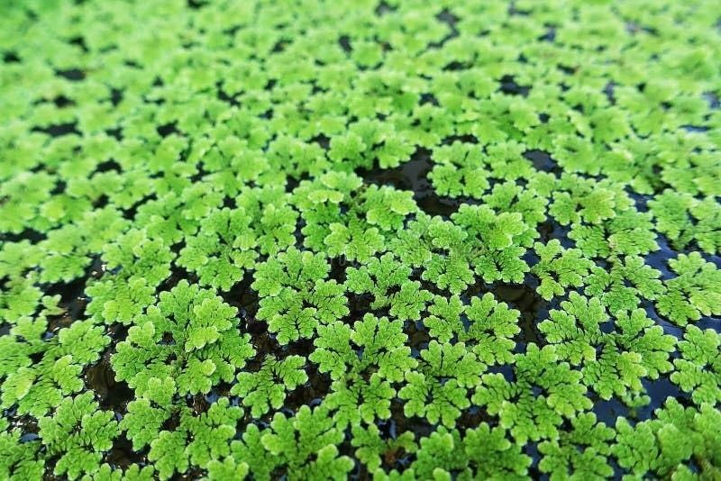 Fresh Live Floating Fern for Sustainable Pond and Livestock Feed (1400 Live Healthy Plant Seeds)-image-45