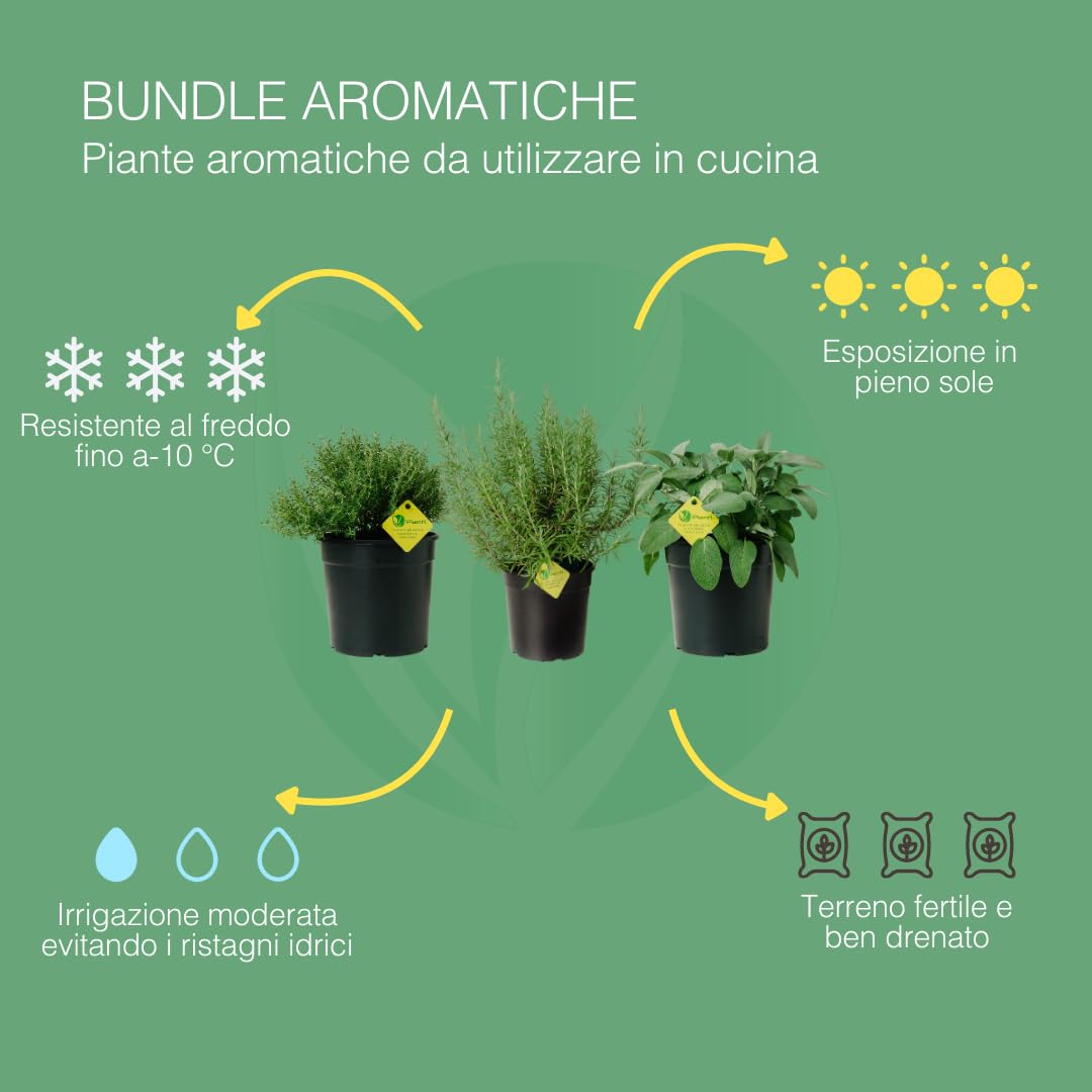 Kit Piante Aromatiche da Cucina - Rosmarino, Salvia e Timo | Set di Piante da Esterno e da Vaso | 3 Piante in Vaso da 19 cm