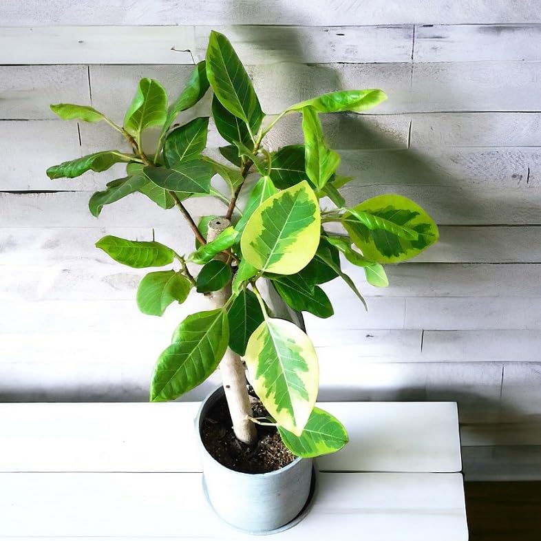 Amazon｜観葉植物 ゴムの木 フィカス アルテーシマ 7号｜観葉植物
