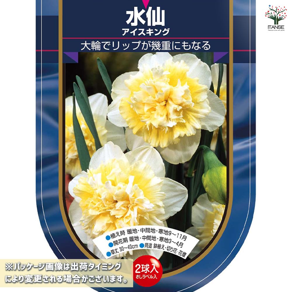 Amazon.co.jp: ITANSE 花球根 八重咲き水仙 アイスキング 2球