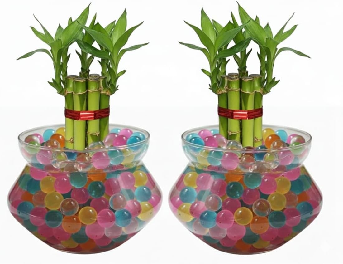 Nurturing Earth Set of 2 Lucky Bamboo 2-Layer Live Plants with 8-9 Stalks in Glass Bowls with Water Jelly Balls, Feng Shui Good Luck Vastu Plant for Home Decor, Office Table, Living Room & Gifting