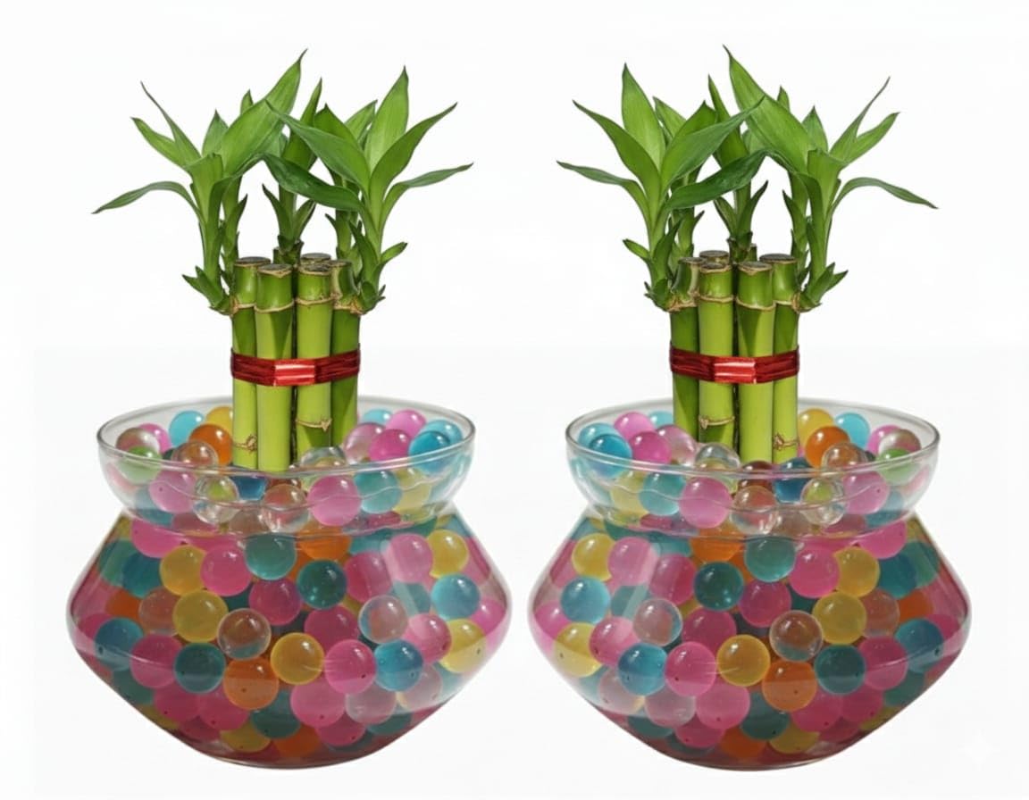Nurturing Earth Set of 2 Lucky Bamboo 2-Layer Live Plants with 8-9 Stalks in Glass Bowls with Water Jelly Balls, Feng Shui Good Luck Vastu Plant for Home Decor, Office Table, Living Room & Gifting