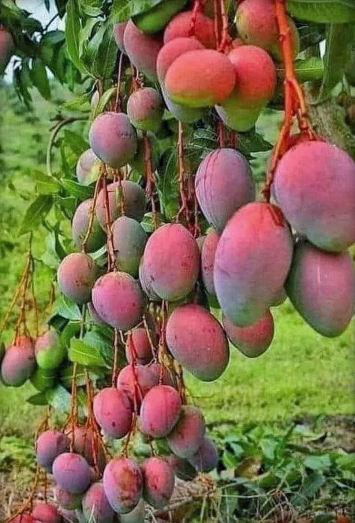 InGreen Gulab Khaas Mango Grafted Hybrid Live Plant- 2 Ft. Height, Green