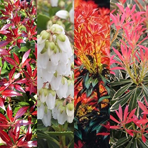 Carbeth Plants 3 x Pieris Plant Mix in 9cm Pots
