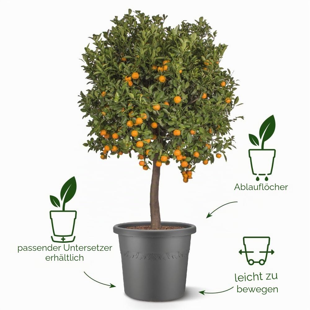 elho Algarve Cilindro 58cm Blumentopf - Terra | ∅ 58 x H 48 cm | für den Außenbereich