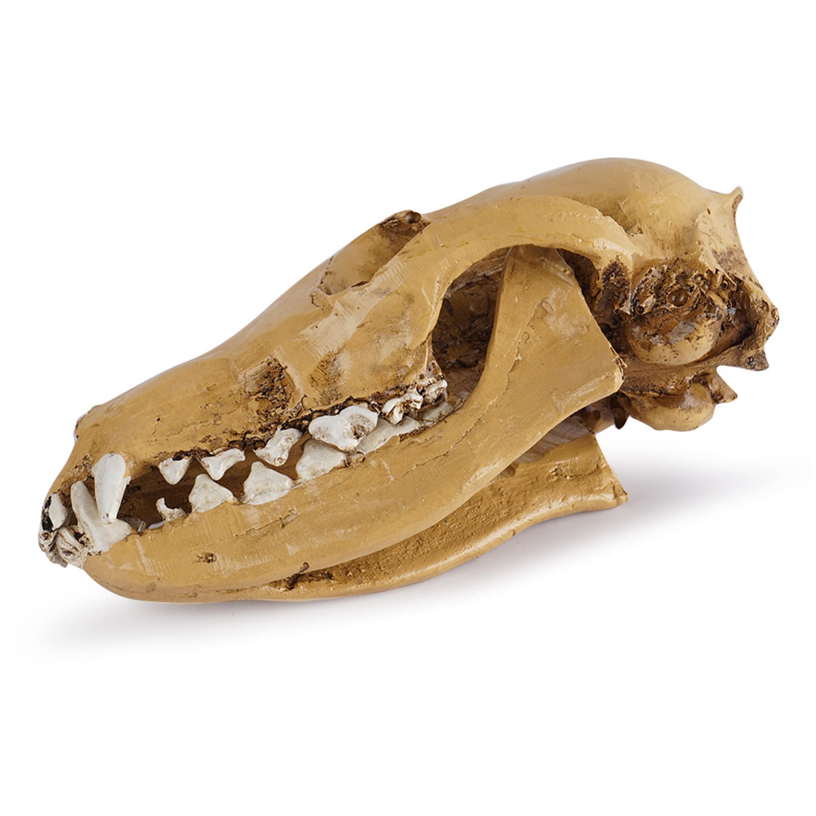 Modelo de calavera de zorro de resina, réplica de cráneo de zorro de zorro salvaje de tamaño natural para accesorios de Halloween, enseñanza de la ciencia