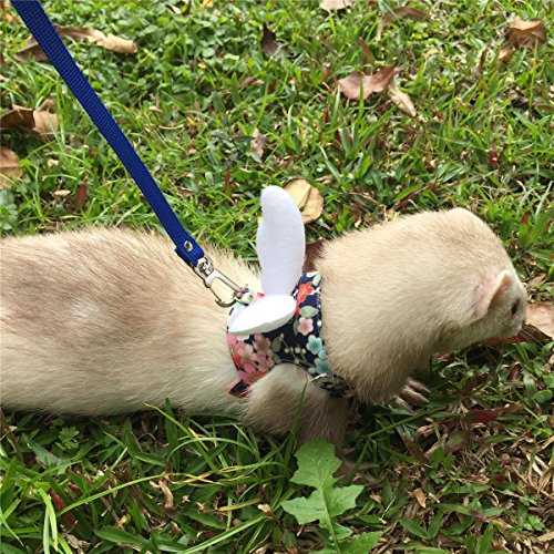20 Best Guinea Pig Harness and Leash in 2020 (Reviewed)