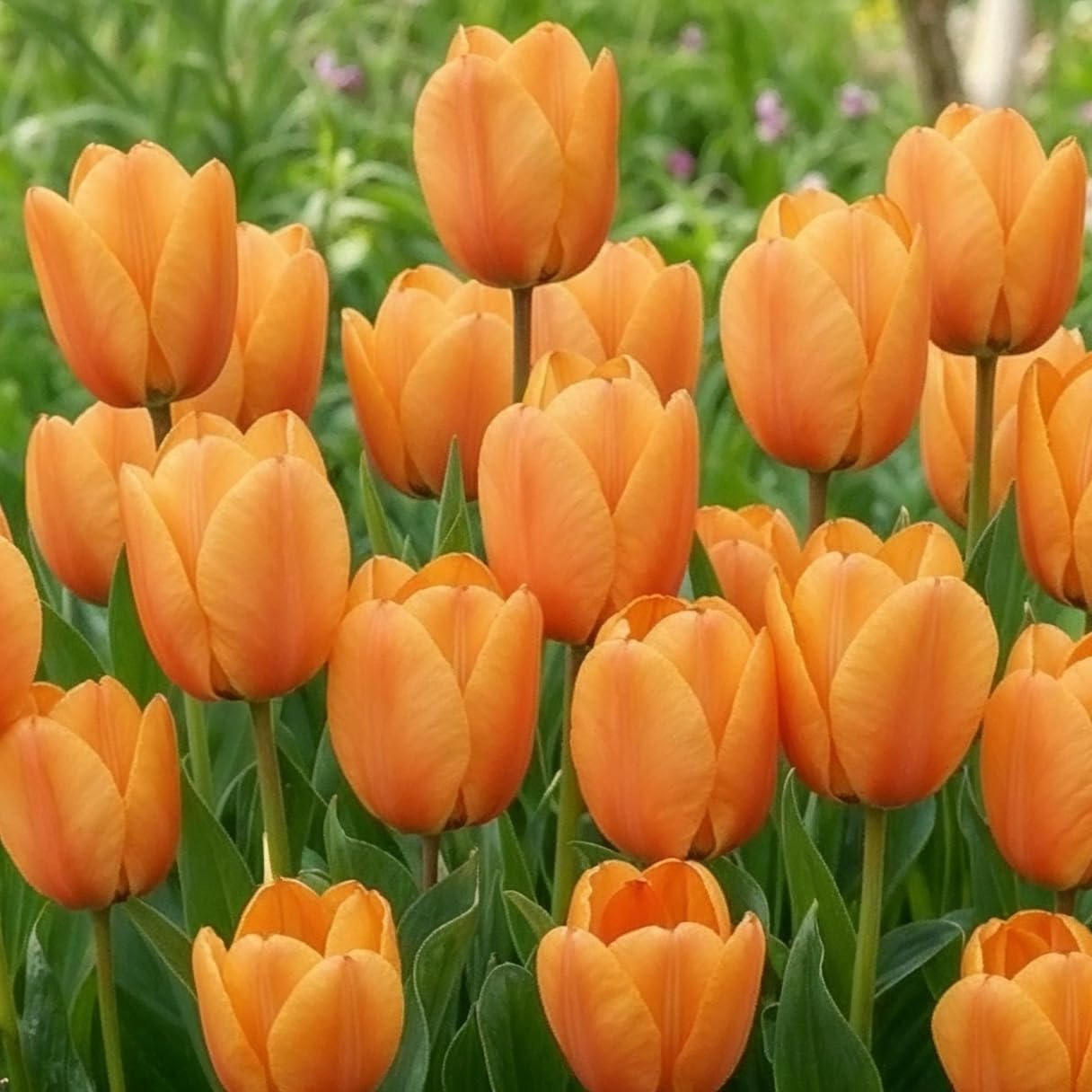25 Bulbes De Tulipes Single Red Passion - Tulipes Rouges Hollandaises Résistantes, Gros Bulbes Pour Jardin, Pots Et Balcon
