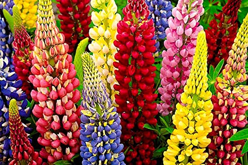 Lupine Flower Mix Quaker Bonnets Bluebonnet Wildflower About 50 Seeds #TOP3