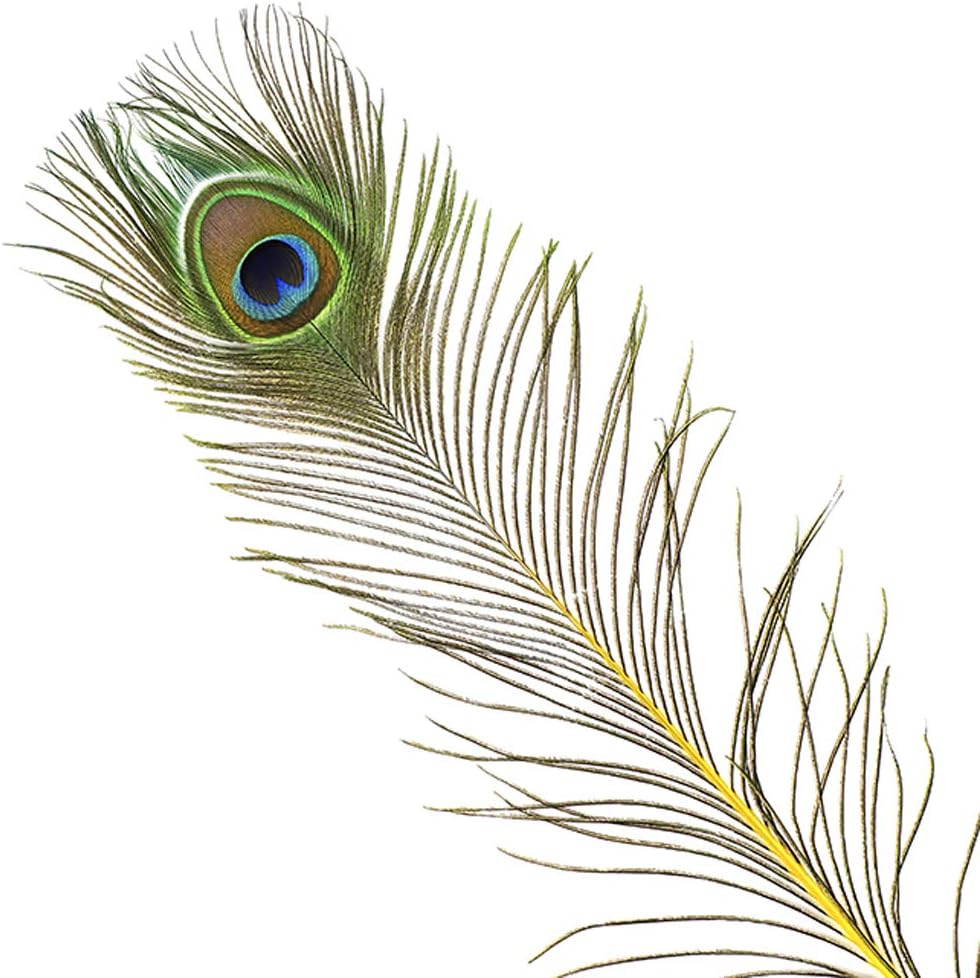 ZUCKER Feathers - Peacock Tail Eyes Stem Dyed - 25-40" - in Your Choice of Colors