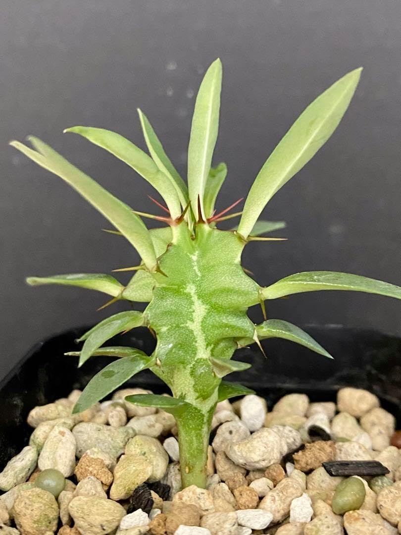 Fe0403 ユーフォルビア ムランジーナ 実