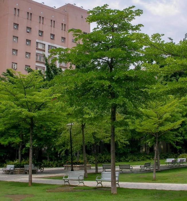 Creative Farmer Terminalia Metallica Live Plant Outdoor Shade Tree