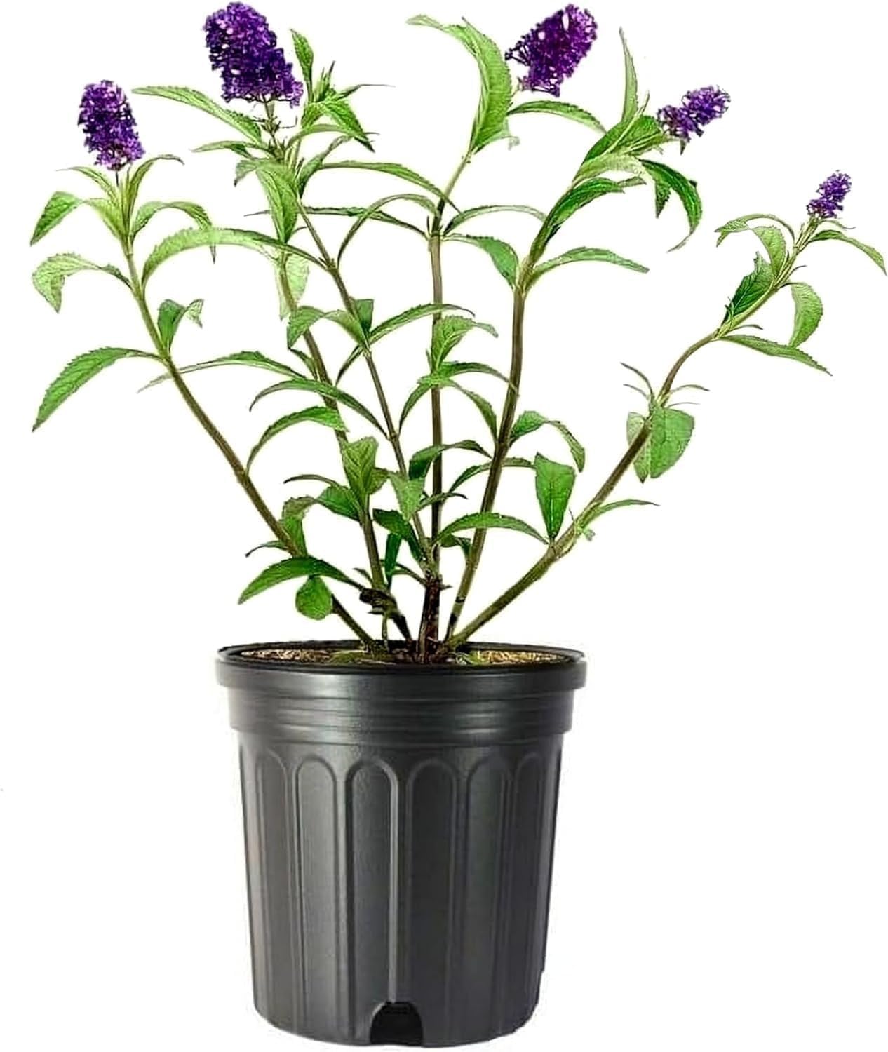 Buddleia Black Knight | 1 Live Gallon Size Plant | Fragrant Butterfly Bush, Attracts Butterflies & Hummingbirds, Drought Tolerant Flowering Shrub