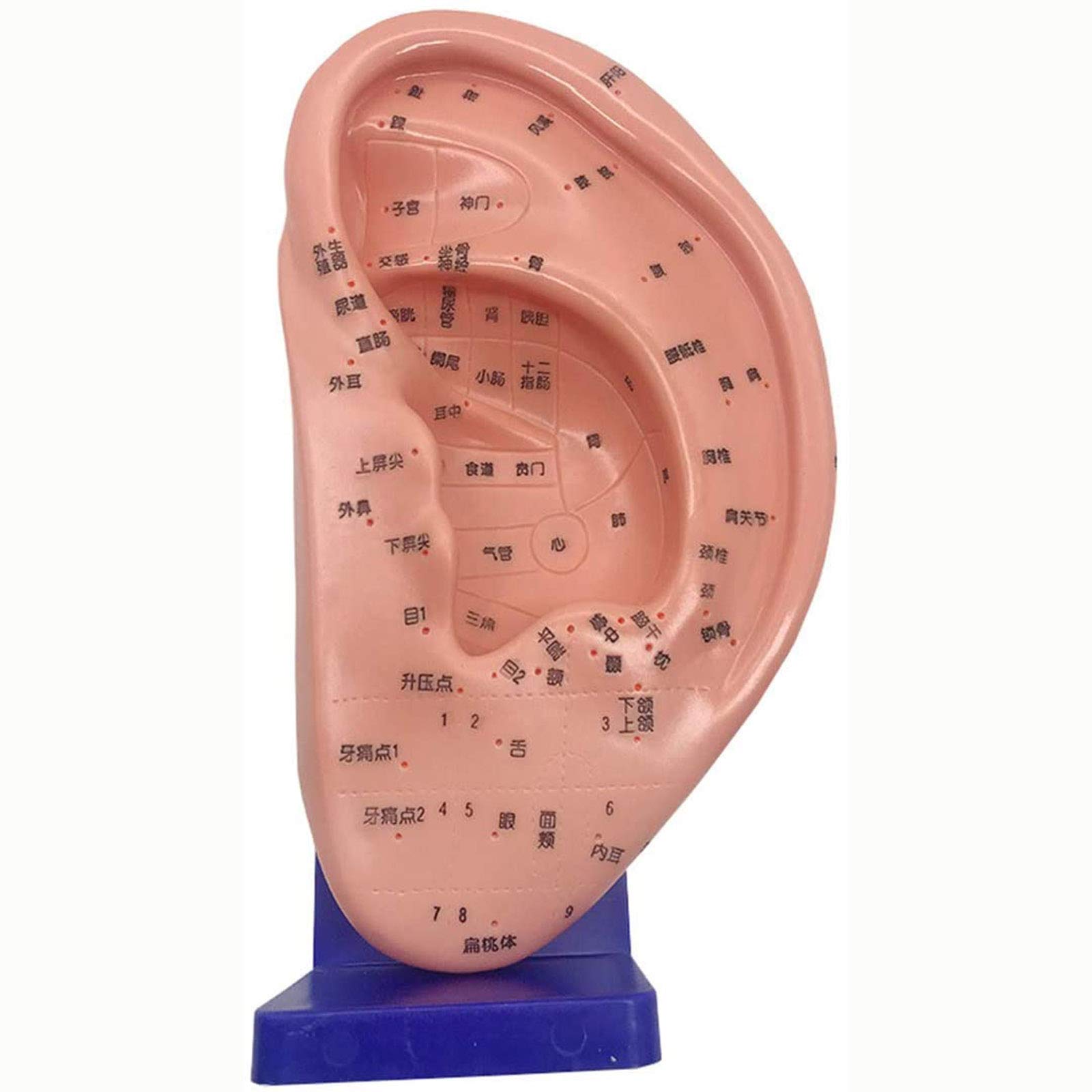 Amazon.co.jp: 耳帯モデル 耳ツボモデル 24cm 人間の耳つぼモデル 解剖