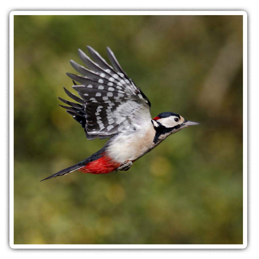 Destination Vinyl Ltd Multi Square Stickers (Set Of 2) 10Cm - Great Spotted Woodpecker #3325