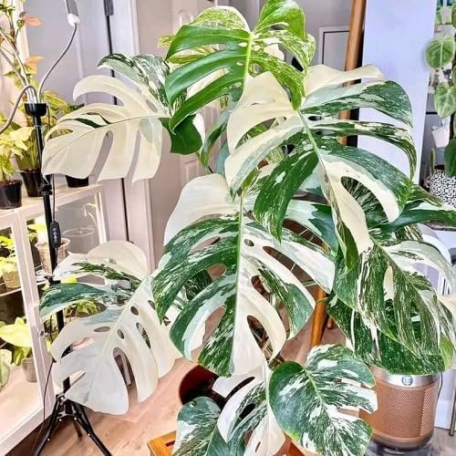 70pcs Variegated Monstera Seeds – ...