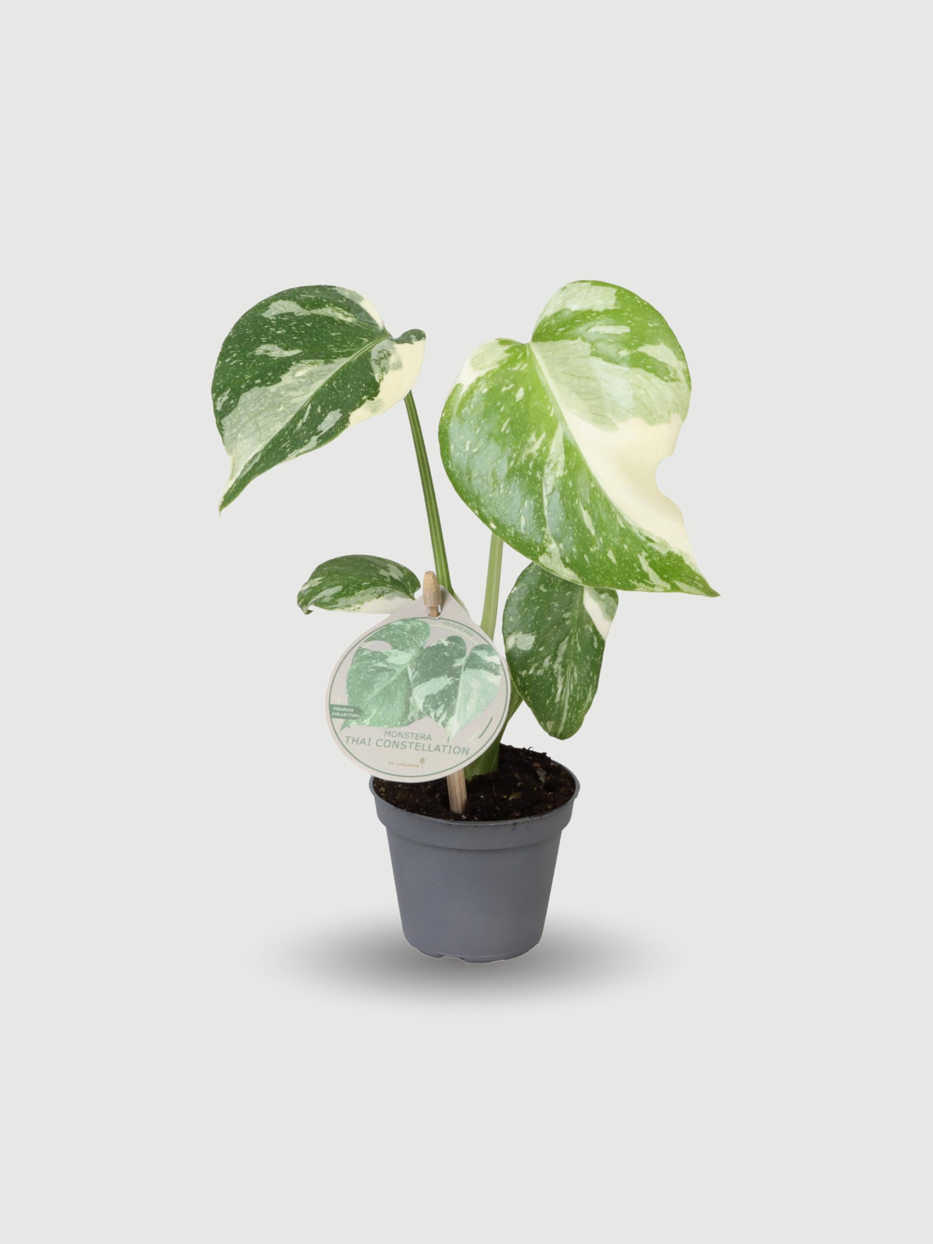 Rebel Plants Monstera Thai Constellation, Rare Variegated Indoor Plan, in 6cm Nursery Pot
